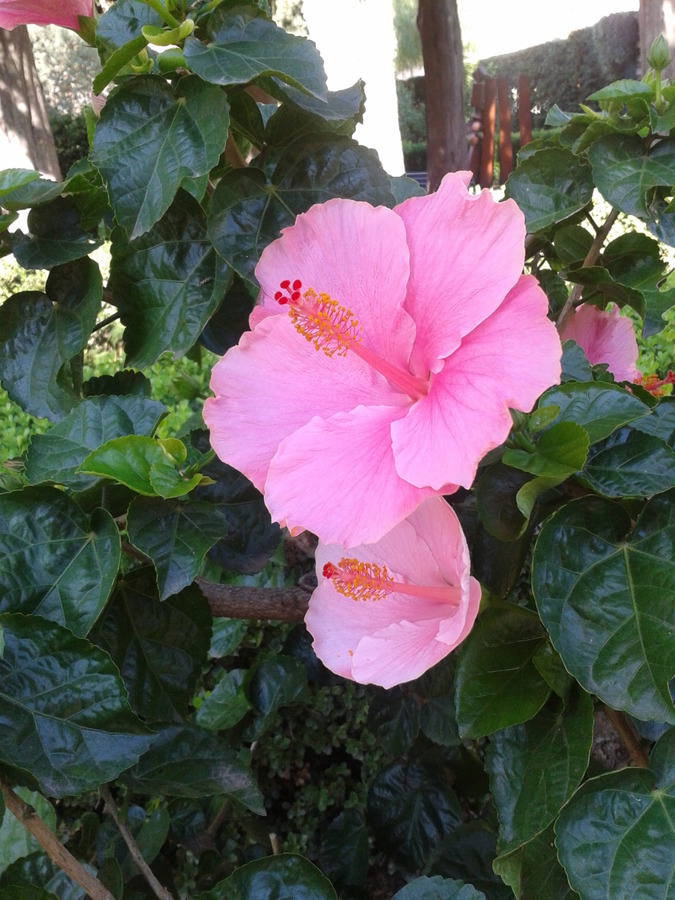 Pink Hibiscus